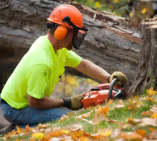 tree services Blaine